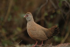 عکس کبک نژاد استون Stone Partridge