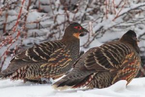 عکس کبک نژاد سیزچ نیس مونال Szechenyi‘s monall Partridge