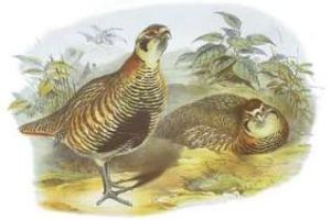 عکس کبک نژاد تیبتان Tibetan Partridge