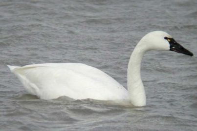 تصویر قوی تندرا - Tundra swan