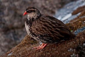 عکس کبک نژاد اودزونگوا فورست Udzungwa forest Partridge