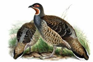 عکس کبک نژاد ورواکس مونال Verreaux‘s monal Partridge