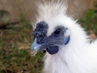 انکیباتور - تصویری از لاله گوش آبی رنگ سیلکی