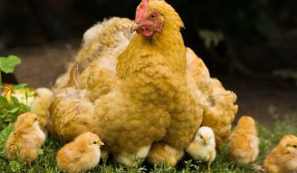 انکیباتور - ماهیگیری سودجویان از آب گل آلود ارزانی طیور مازندران