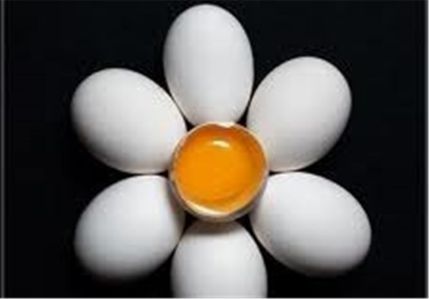 ماشین جوجه درآوری - حساسیت به تخم مرغ