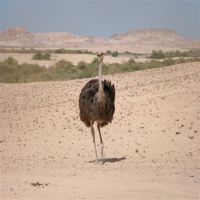 شترمرغ عربی