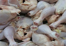 بیماری عضلات در مرغداری