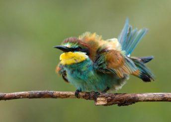 تصویر جالبی از زنبورخوار