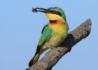 زنبورخوار طعمه به دهان