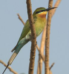 نمایی از زنبورخوار