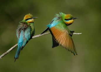 یک جفت زنبورخوار زیبا
