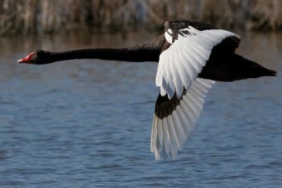 عکس و تصویری از قوی سیاه - Cygnus atratus - black swan