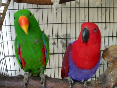 انکیباتور - اکلکتوس نر و ماده در قفس