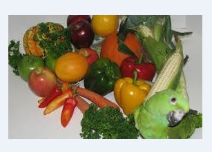 انکیباتور - رژیم غذایی طوطی