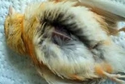 ماشین جوجه درآوری - تولکی قناری