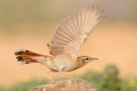 عکس زیبایی از دم چتری