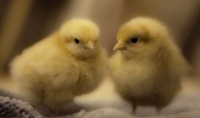 تخم نطفه دار - تأثیر دمای پایین و غلظت بالای آمونیاک بر جوجه
