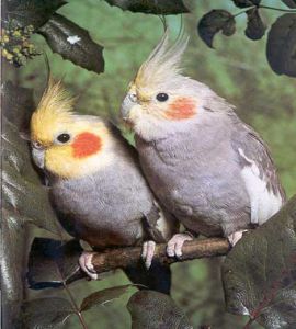 عکس طوطی عروس هلندی