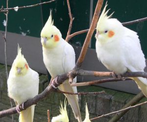 عکس طوطی عروس هلندی