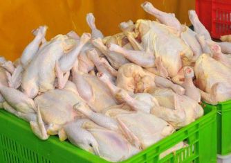 دستگاه جوجه کشی - تدبیر دولت برای مرغداران مازندرانی / جمع آوری روزانه 400 تن مرغ مازاد