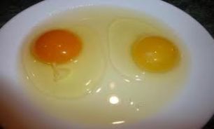 دستگاه جوجه کشی - درمان آلزایمر با استفاده از تخم مرغ
