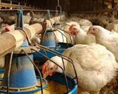 انکیباتور - اثر تغذیه نامناسب بر واکسیناسیون طیور