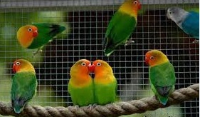 دستگاه جوجه کشی - نگهداری از طوطی برزیلی