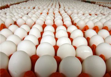 دستگاه جوجه کشی- صادرات تخم مرغ به عراق متوقف شد