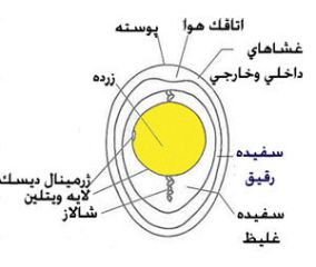 ساختار تخم و شرایط تخم مناسب جوجه کشی