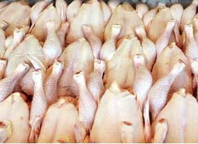 دستگاه جوجه کشی - بی اثر بودن حذف مجوز صادراتی وزارت جهاد کشاورزی/ توان رقابت در بازار جهانی را نداریم