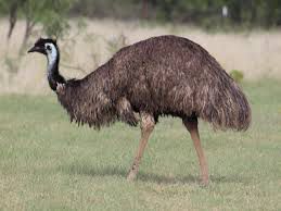 ایمو - EMU - شترمرغ استرالیایی
