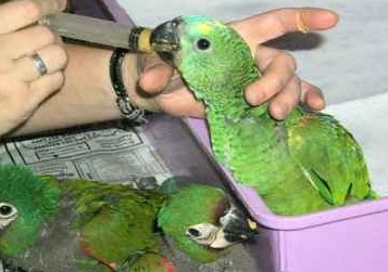 ماشین جوجه درآوری - غذا دادن به جوجه شاه طوطی
