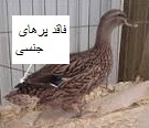 انکیباتور - اردک ماده فاقد پرهای جنسی