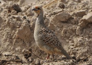 تصویری از مرغ جیرفتی بر روی صخره