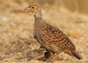 عکس مرغ جیرفتی و جوجه اش