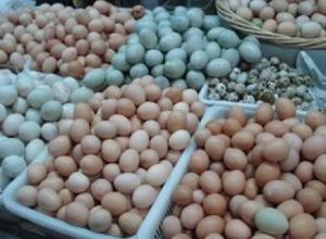 تخم نطفه دار غاز