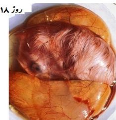 دستگاه جوجه کشی - جنین غاز روز هجدهم