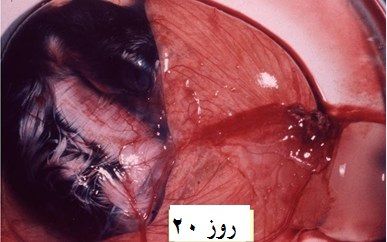 تخم نطفه دار - جنین غاز روز بیستم