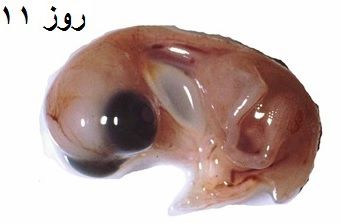 دستگاه جوجه کشی - جنین غاز روز یازدهم