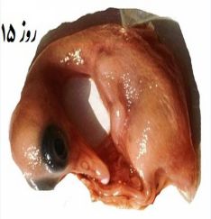 تخم نطفه دار - جنین غاز روز پانزدهم