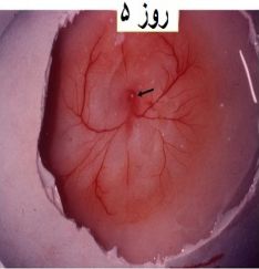 تخم نطفه دار - جنین غاز روز پنجم