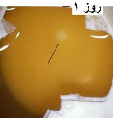 تخم نطفه دار - جنین غاز روز اول