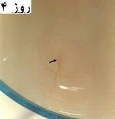 انکیباتور - جنین غاز روز چهارم