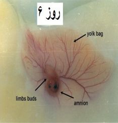 دستگاه جوجه کشی - جنین غاز روز ششم