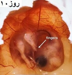 انکیباتور - جنین غاز روز دهم