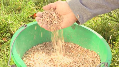 دستگاه جوجه کشی - جیره غذایی پلت طیور