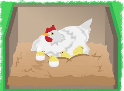 انکیباتور - مزایا و معایب جوجه کشی طبیعی