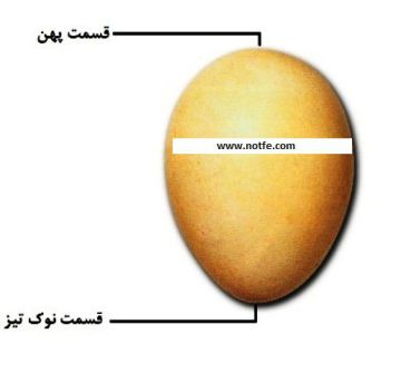 نحوه قرار دادن تخم نطفه دار در دستگاه جوجه کشی