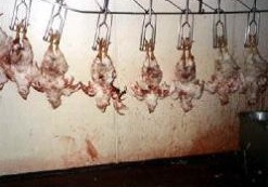 انکیباتور - مرکز فروش و کشتار غیرمجاز دام و طیور در قزوین پلمپ شد