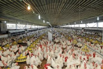 تخم نطفه دار - آمادگی مرغداران برای مقابله با آنفلوآنزای فوق حاد پرندگان